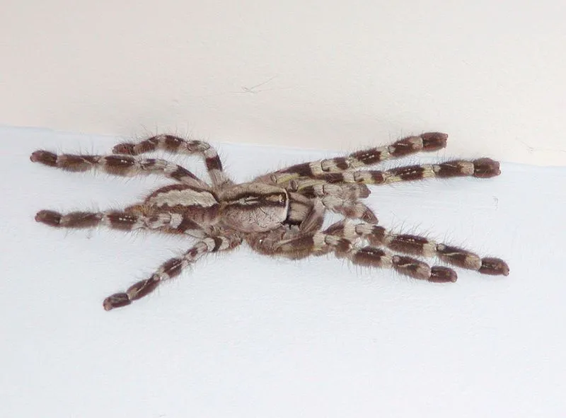 17025 mammal tarantula