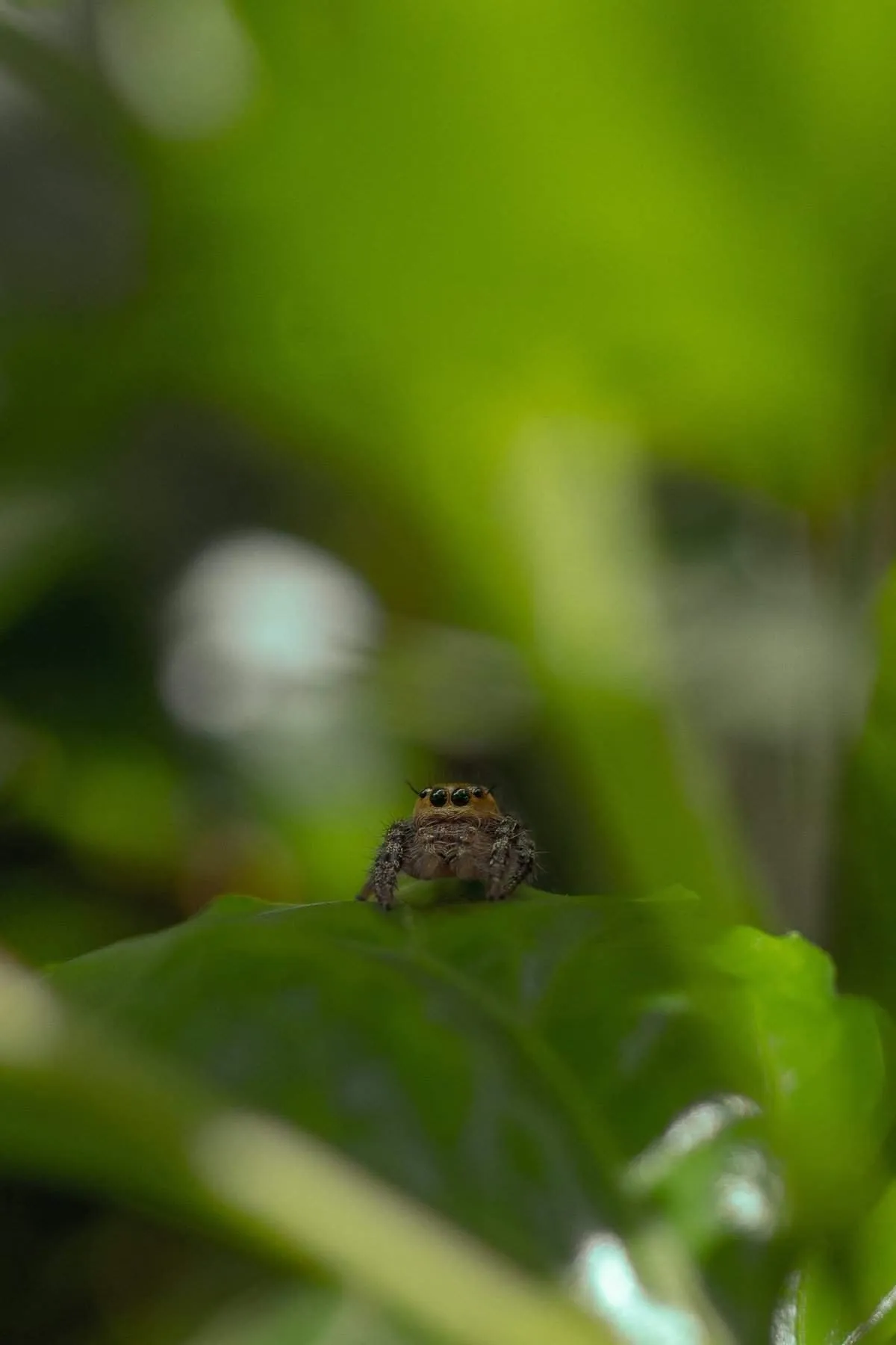 17025 snake tarantula