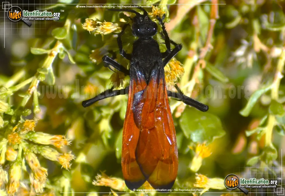 17026 tarantula hawk close up