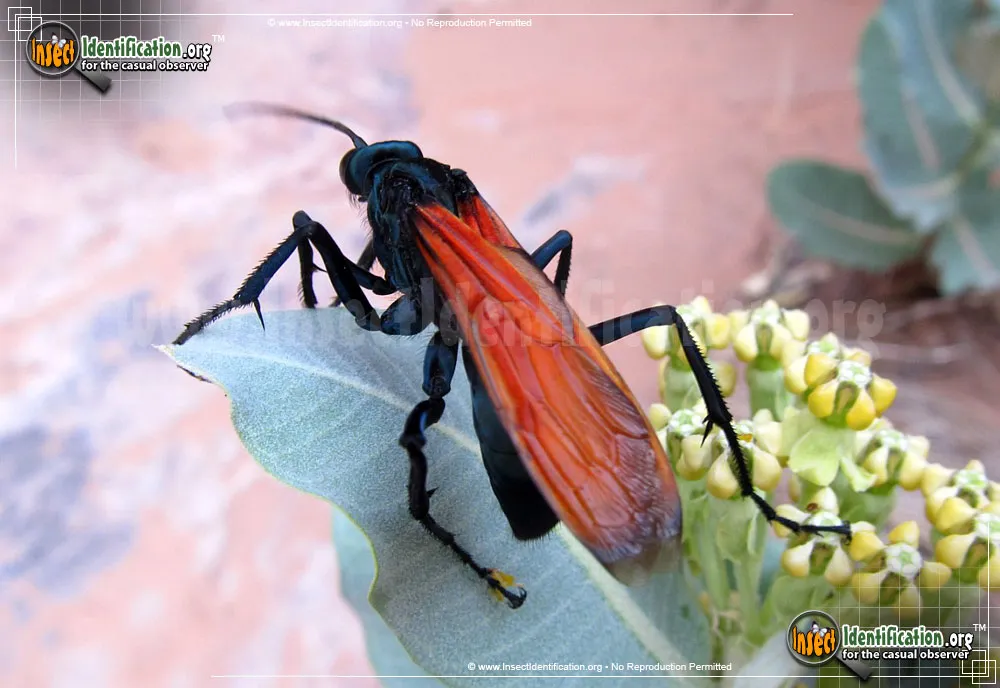 17026 tarantula hawk flying
