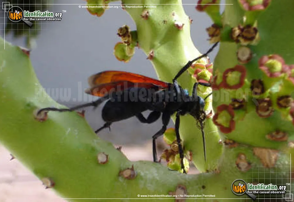 17026 tarantula hawk habitat
