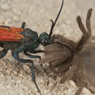 /img/17026-tarantula-hawk-hunting.webp