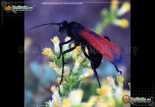 17026 tarantula hawk resting