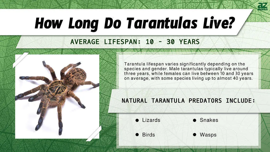 /img/17027-tarantula-environment.webp