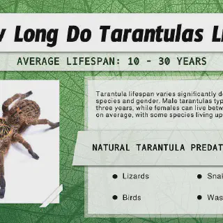 /img/17027-tarantula-environment.webp