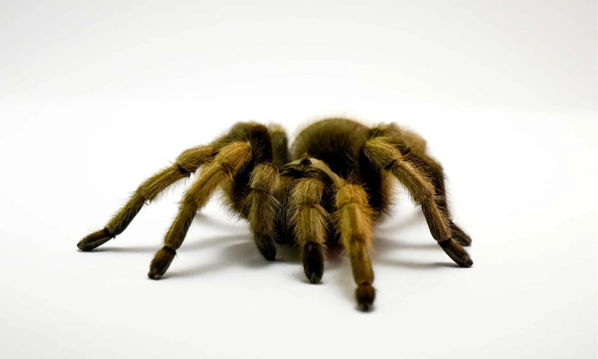 17027 tarantula health
