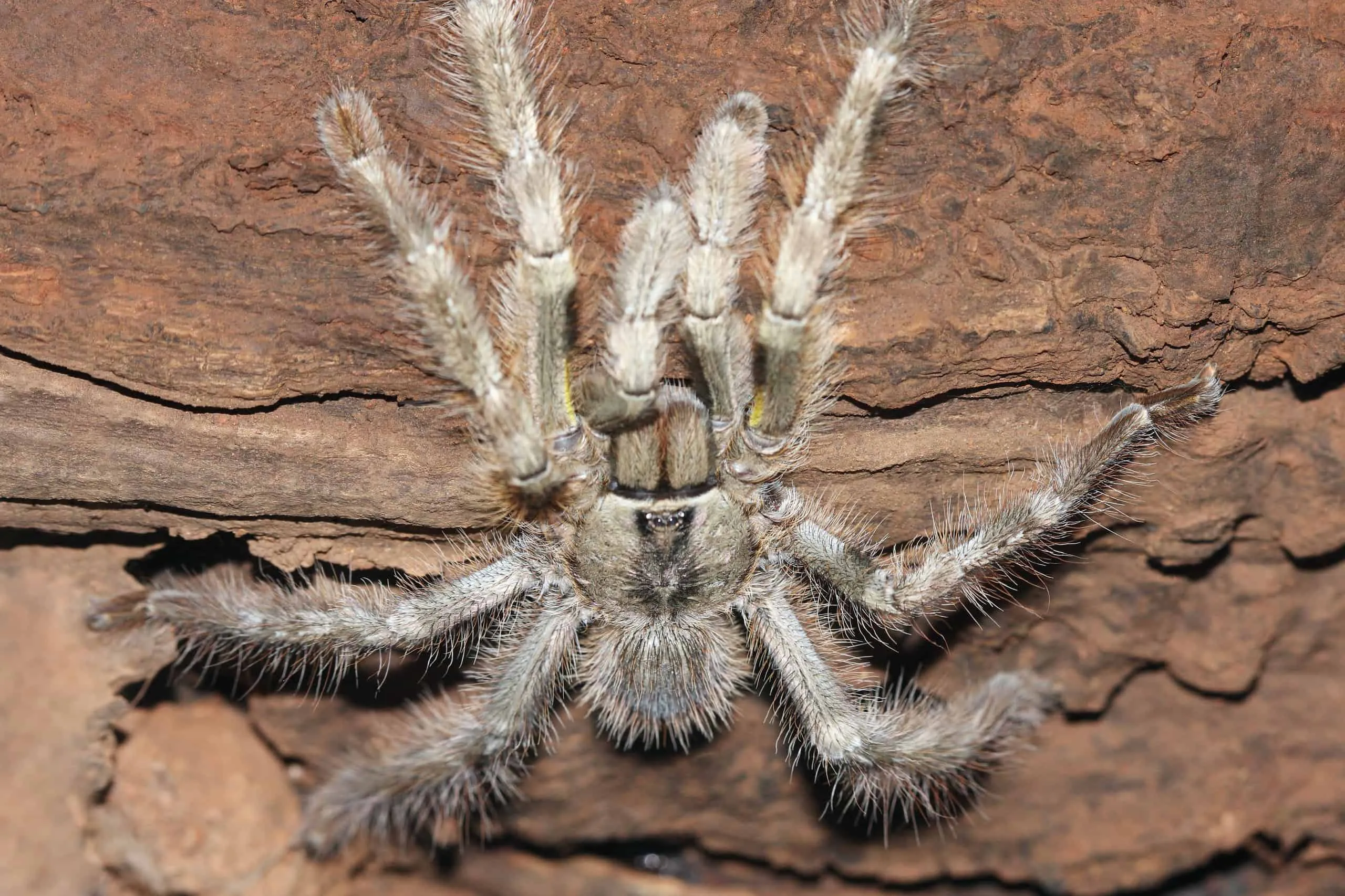 17027 tarantula male female