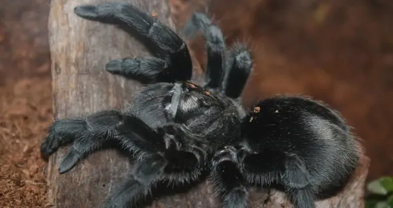 17027 tarantula molting