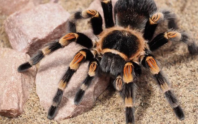 17027 tarantula species