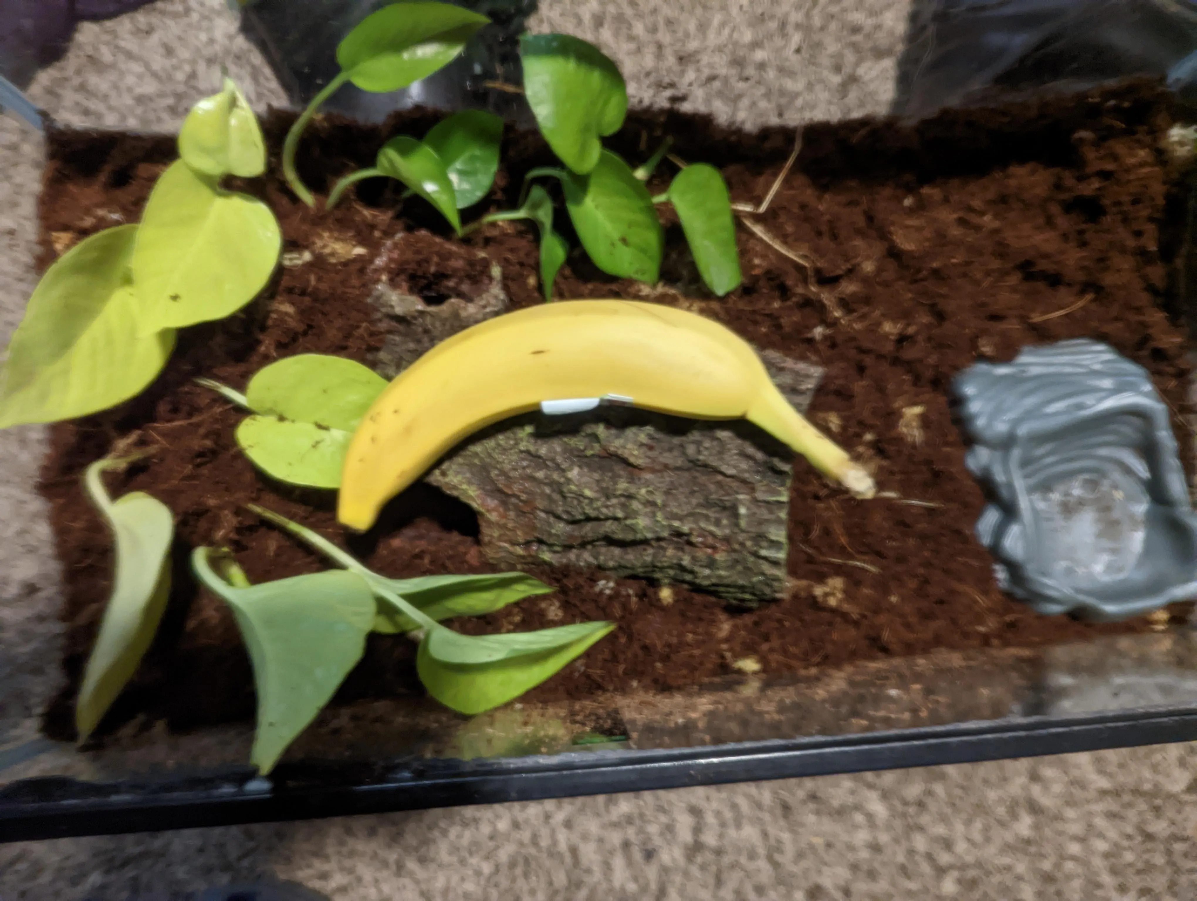 17028 adult tarantula enclosure