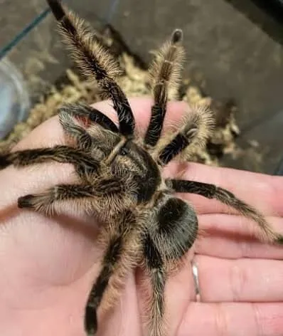 17028 juvenile tarantula enclosure