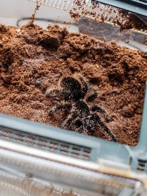 17028 substrate hiding places
