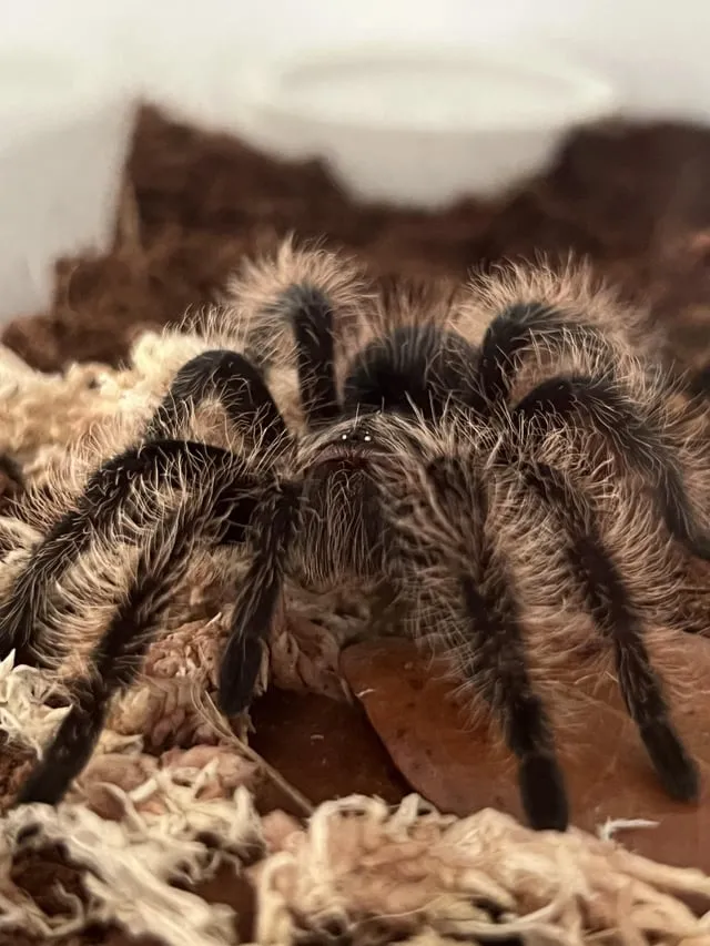 /img/17028-tarantula-enclosure-equipment.webp