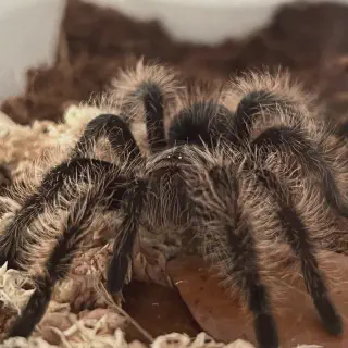 /img/17028-tarantula-enclosure-equipment.webp