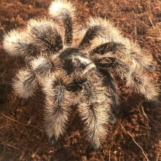 17028 tarantula size age factors