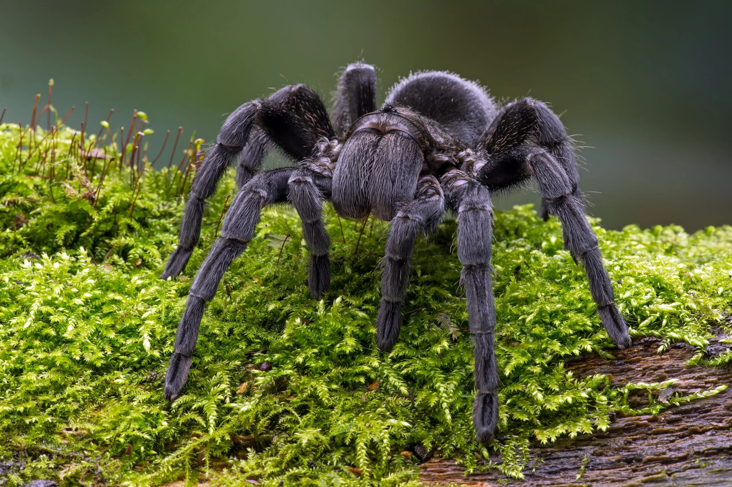 17029 goliath birdeater characteristics