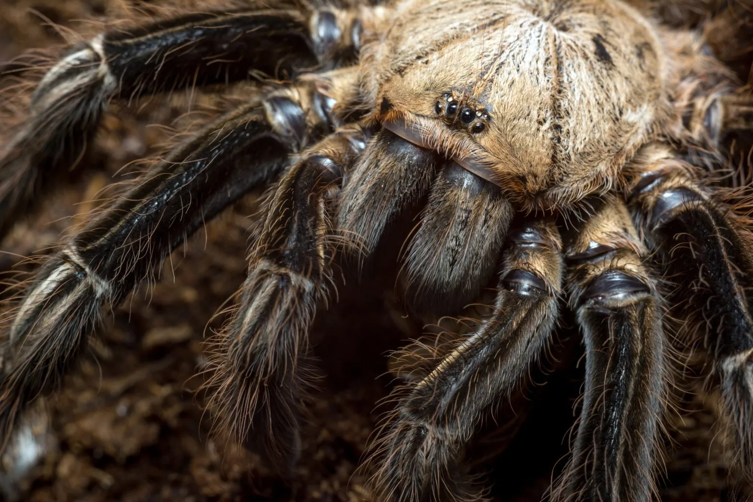 17029 goliath birdeater lifespan