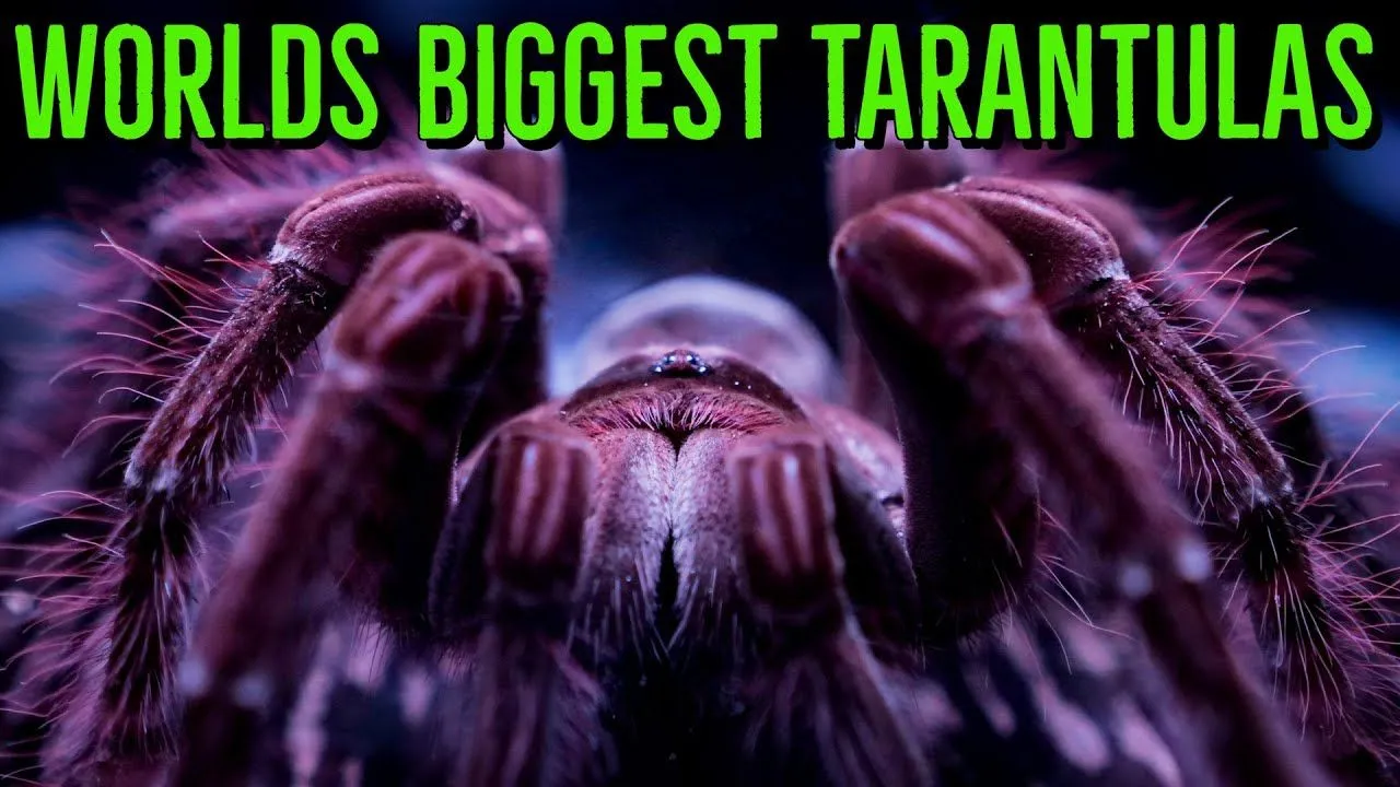 17029 goliath birdeater prey