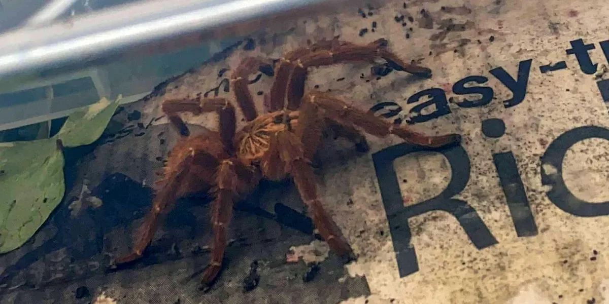 /img/17029-tarantula-threat.webp
