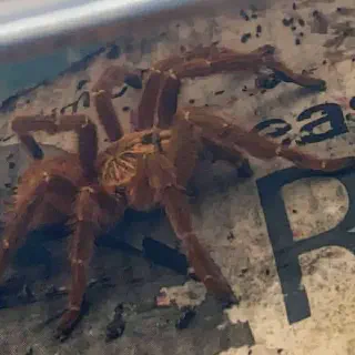 /img/17029-tarantula-threat.webp