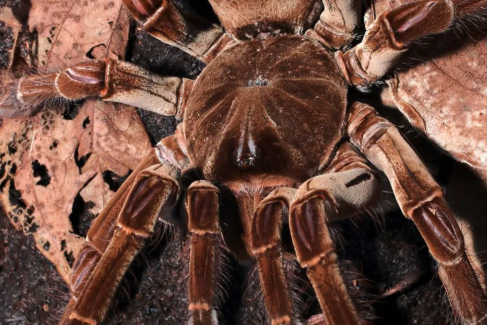 /img/17031-goliath-birdeater-tarantula-closeup.webp