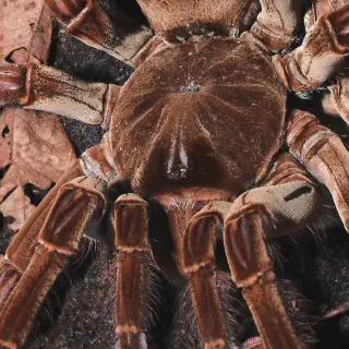 /img/17031-goliath-birdeater-tarantula-closeup.webp