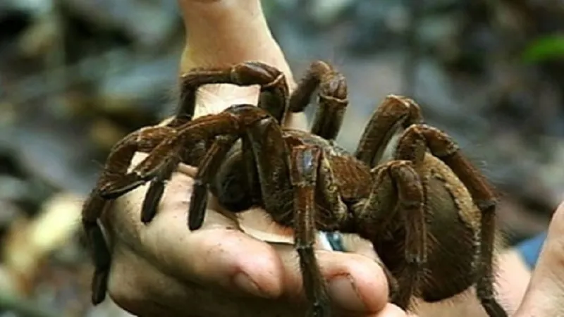 17031 goliath birdeater tarantula eggs