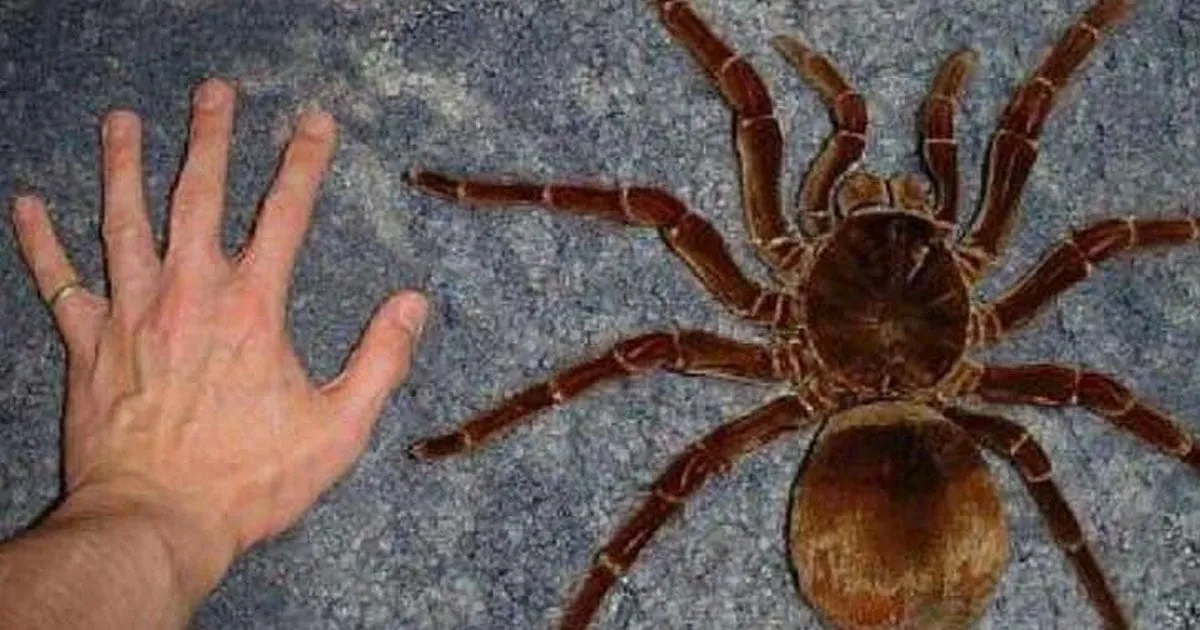 17031 goliath birdeater tarantula handling