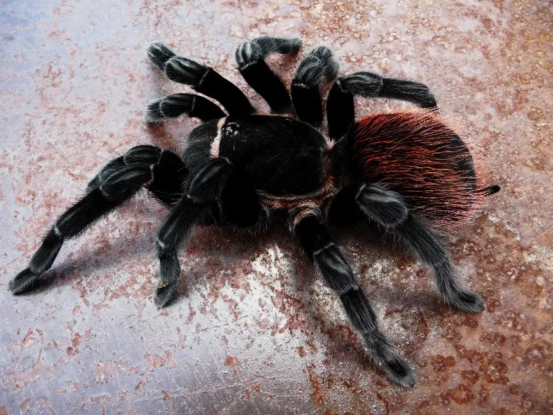 17032 tarantula enclosure
