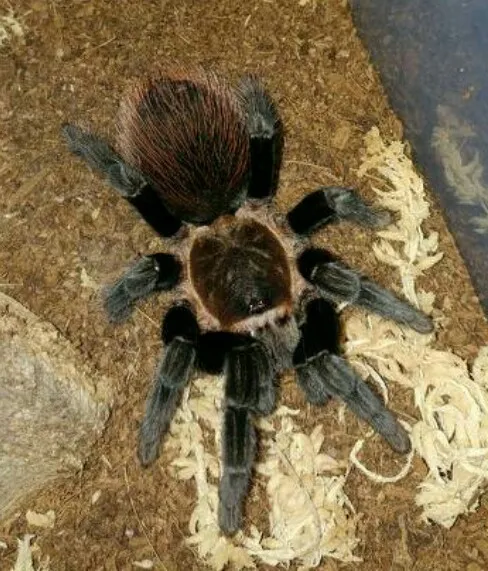 17032 tarantula handling