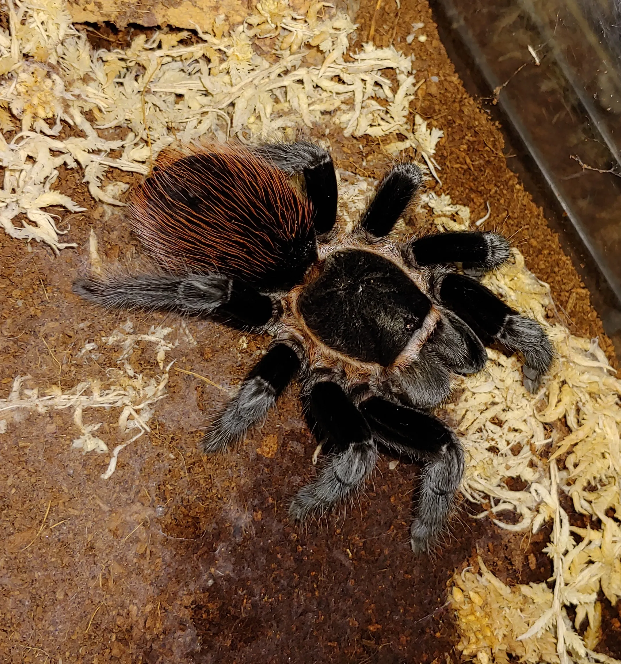 17032 tarantula molting