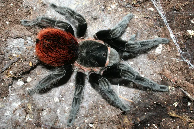 17032 vagans tarantula feeding