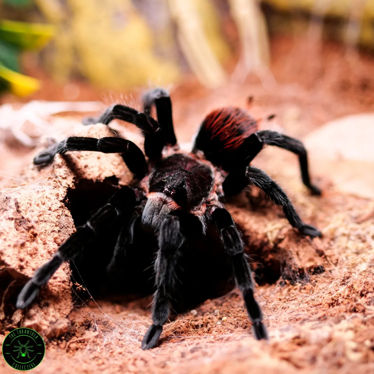 /img/17032-vagans-tarantula-spiderlings.webp
