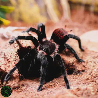 /img/17032-vagans-tarantula-spiderlings.webp