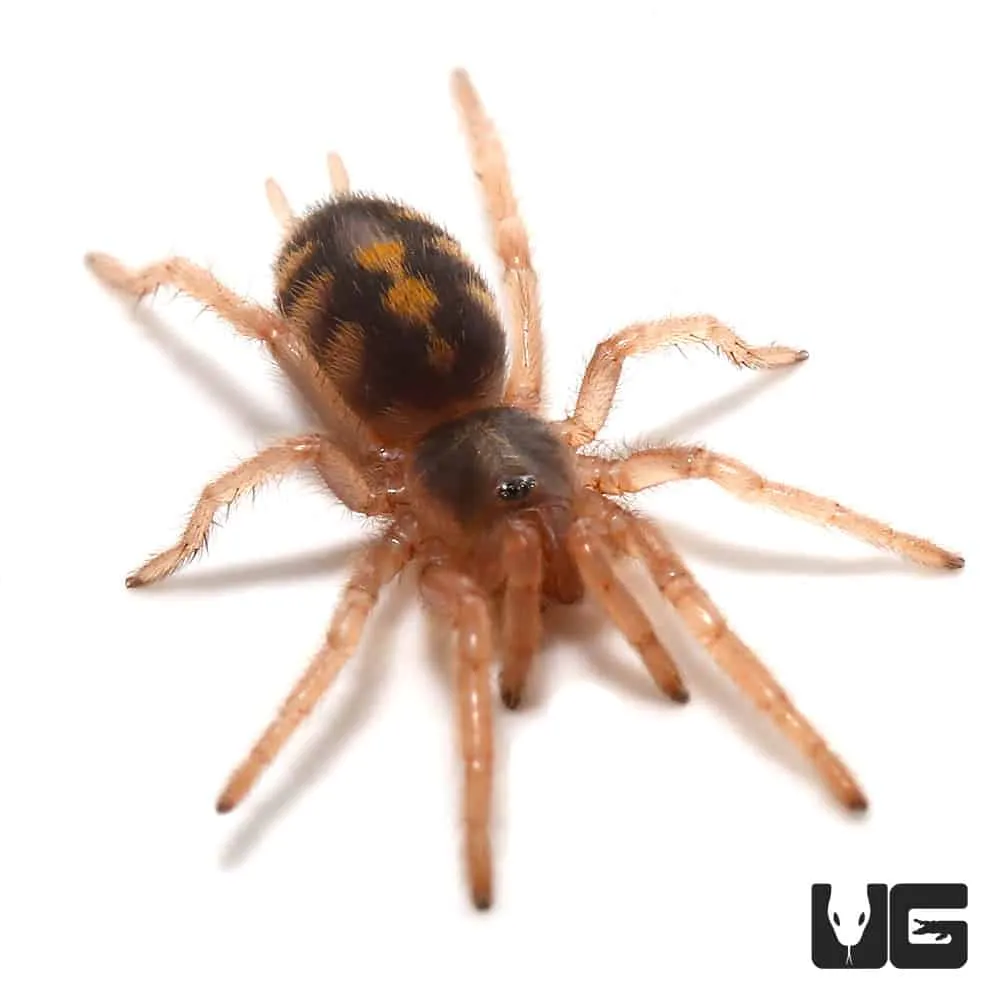 17033 tarantula cleaning