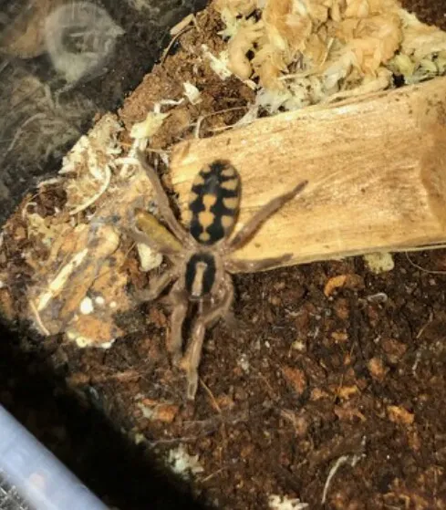 17033 tarantula drinking