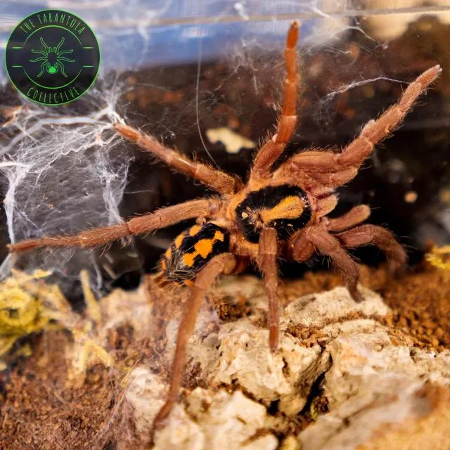 17033 tarantula feeding