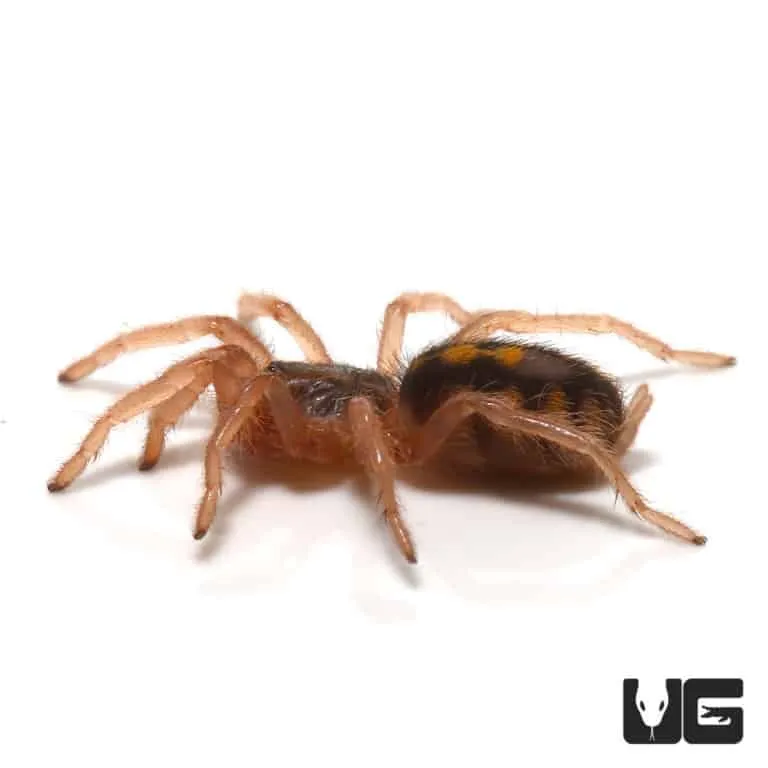 17033 tarantula handling