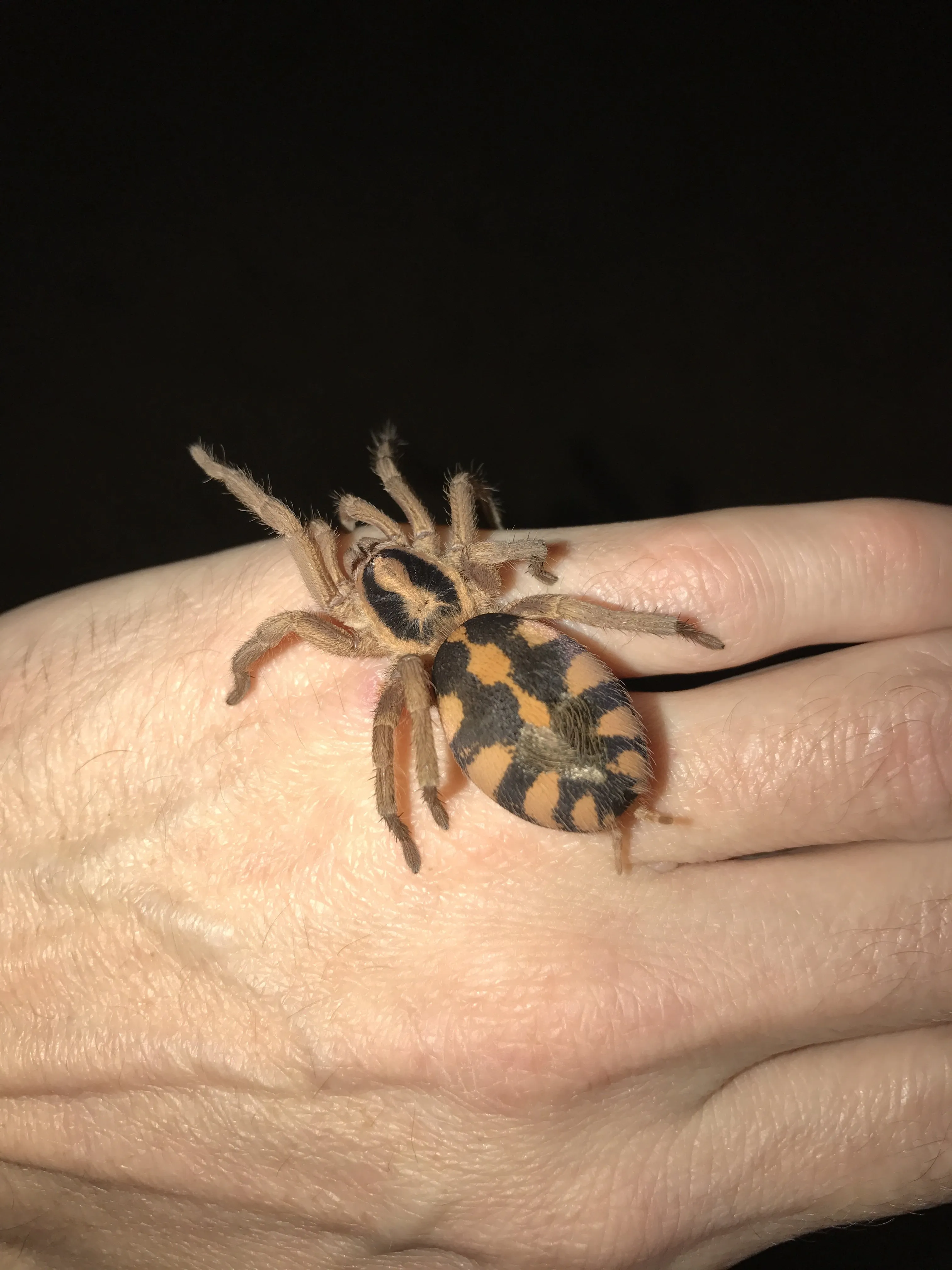 17033 tarantula health