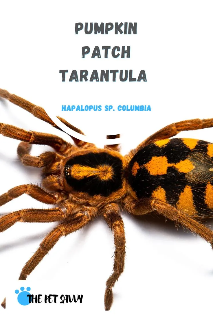 17033 tarantula in habitat