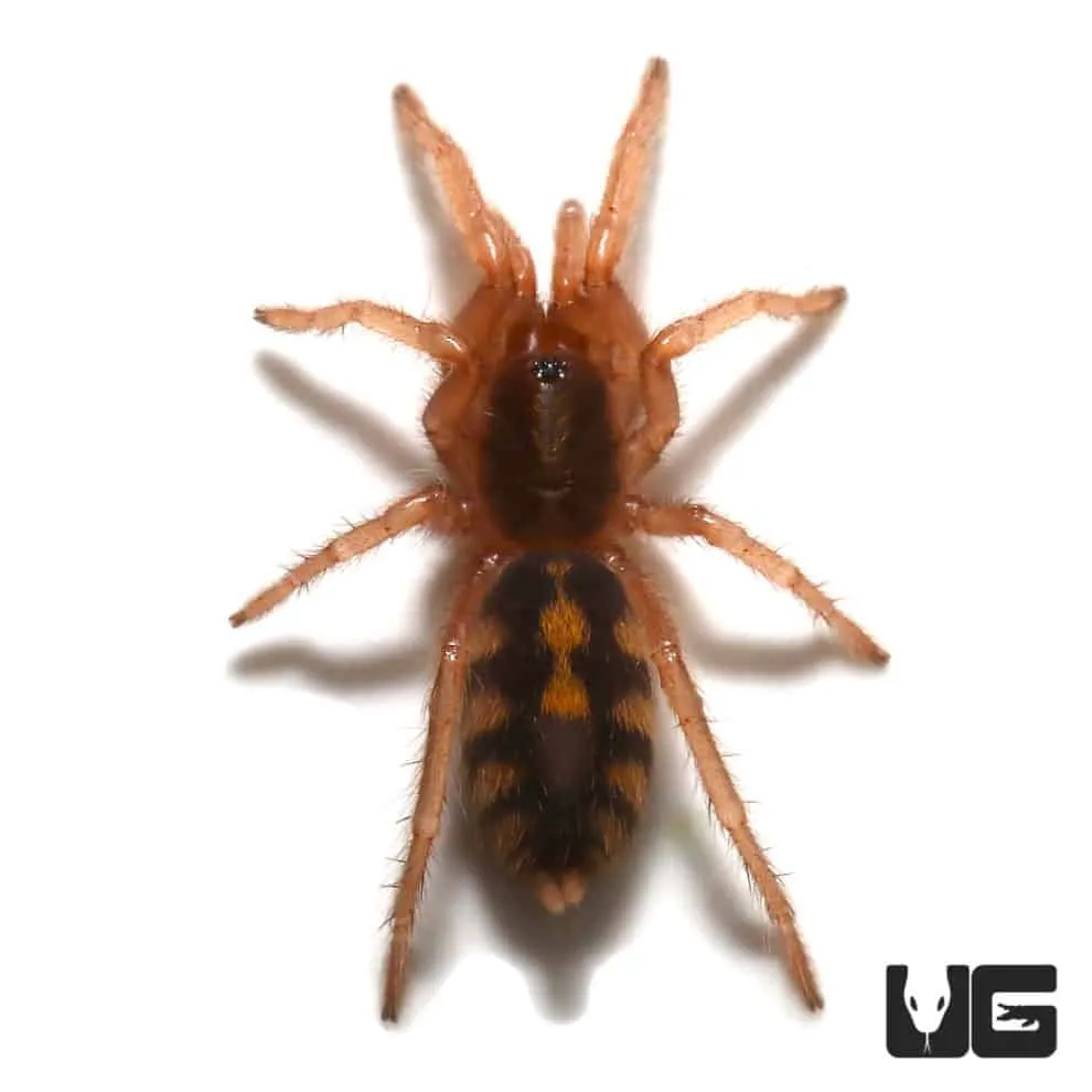 /img/17033-tarantula-species.webp