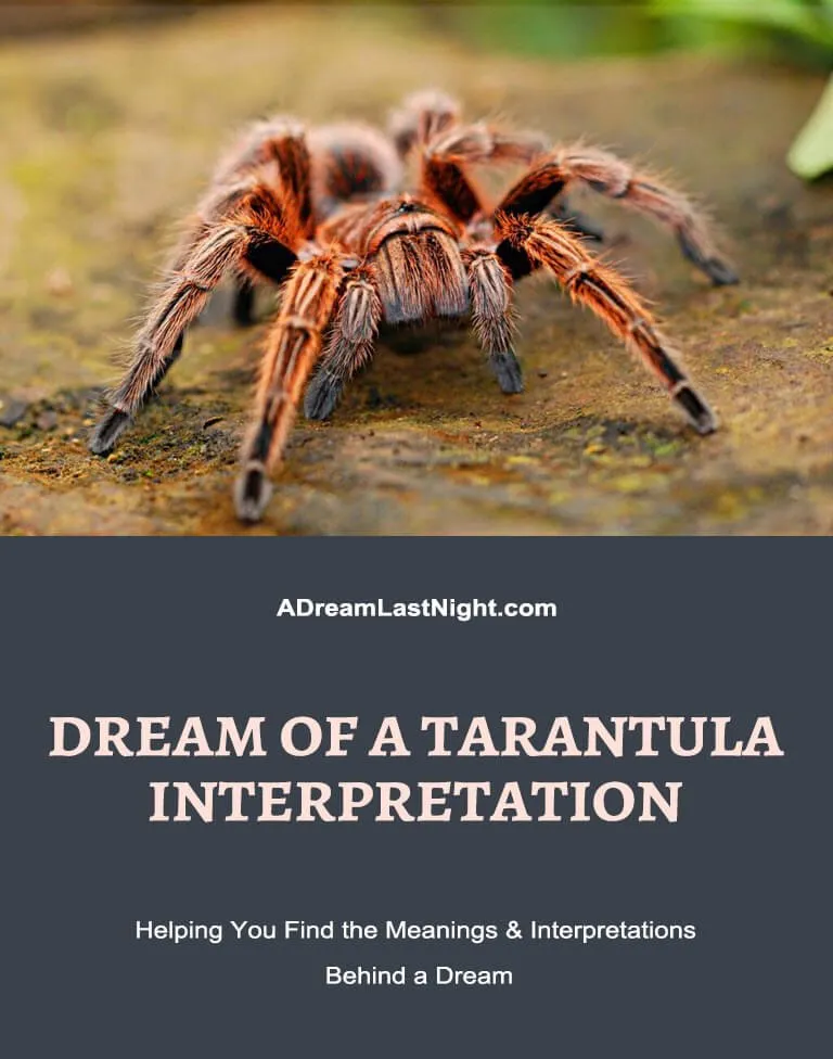 17037 dream tarantula 5