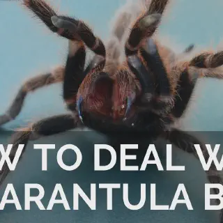 /img/17037-dream-tarantula-7.webp