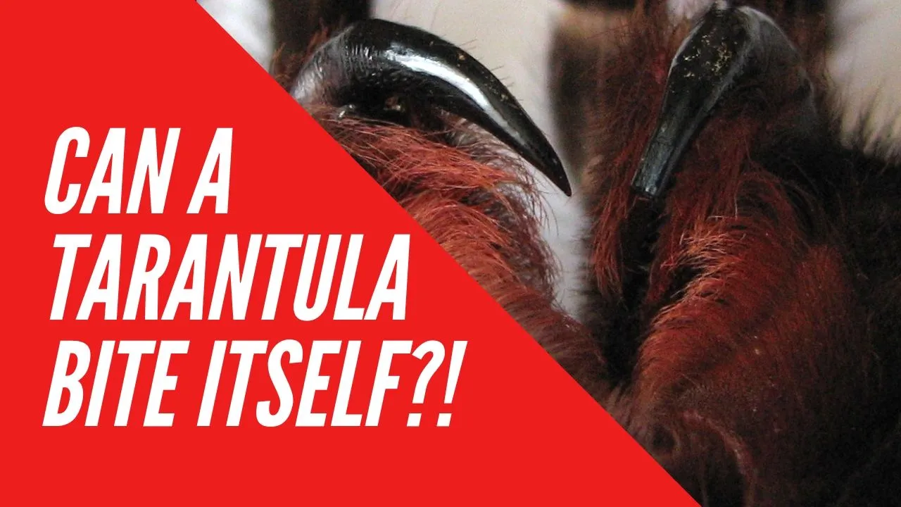 17037 dream tarantula bite 1