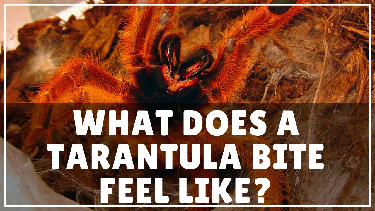 17037 dream tarantula bite 4