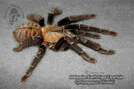 17038 java earth tiger tarantula defensive