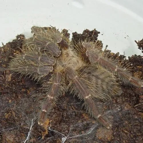 17038 java earth tiger tarantula enclosure