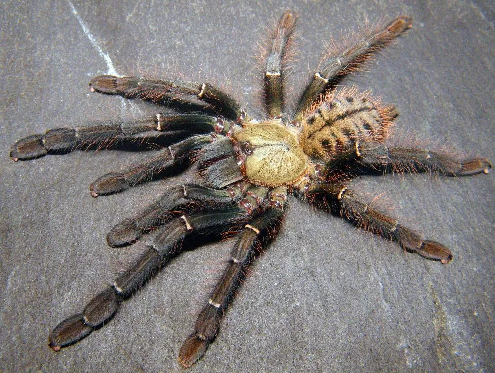 17038 java earth tiger tarantula feeding