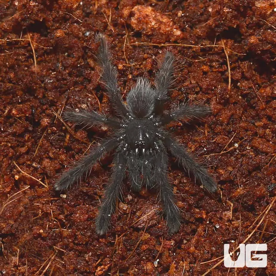17038 java earth tiger tarantula habitat