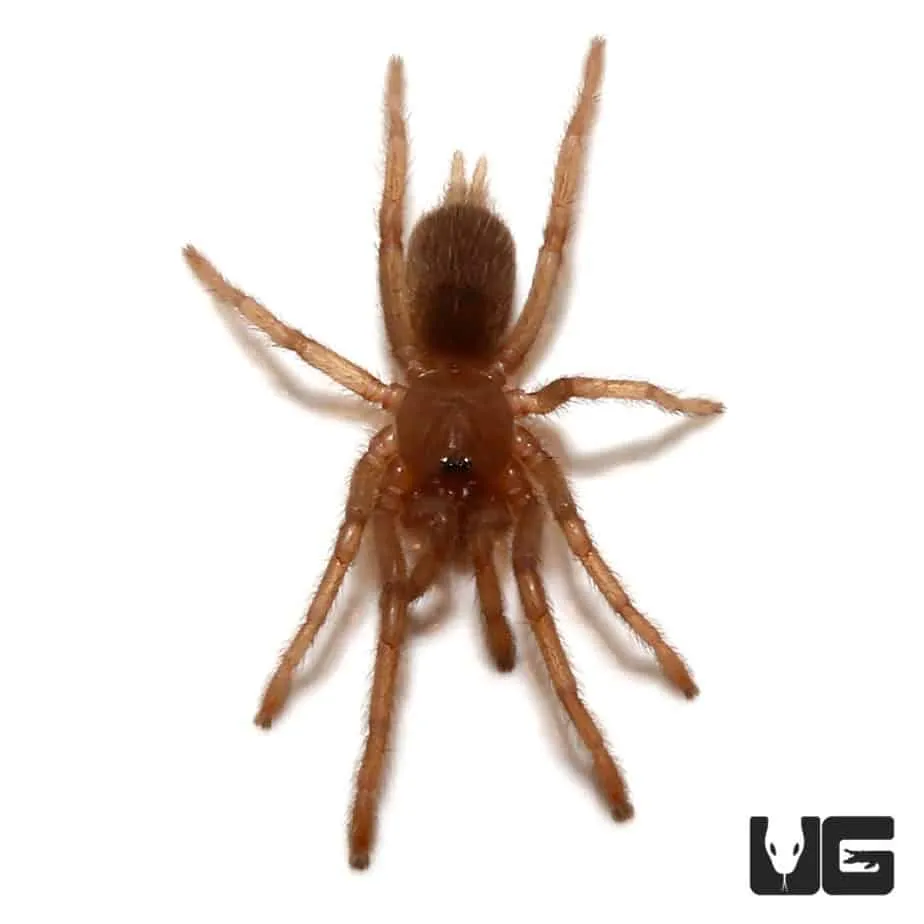 /img/17038-java-earth-tiger-tarantula-lifespan.webp